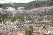 [파주]주민 화합 한마당 ‘봄향기·꽃향기축제’ 활짝