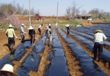 팔달구, 봄 단비처럼 반가운 ‘농촌일손돕기’