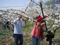 [파주]친환경 배꽃 따기 등 ‘웰빙속으로’