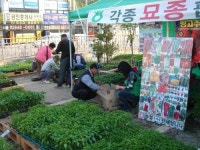 [파주]야콘 등 각종 쌈채소 우량 모종 ‘불티’