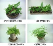 산업화길 열린 사라져가는 ‘자생 고사리’