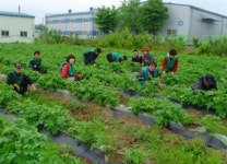 인계동 새마을단체 이웃사랑 감자관리