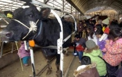 소띠해 경기도 밀크스쿨 낙농체험이 대세!