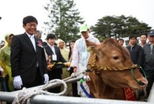 우리나라 최고의 미스 한우를 찾아라!