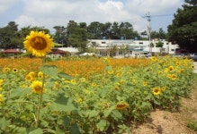 [파주]희망근로 ‘살기좋은 마을 가꾸기’ 구슬땀