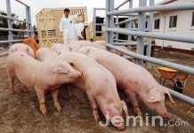 [제주]축산 악취로 몸살 앓는 청정 제주