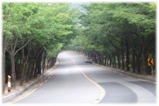 [부산]2009년「대구의 아름다운 거리」선정