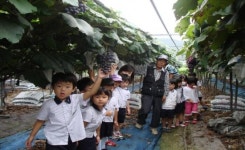 [파주]파주 천현포도 출하 인기몰이