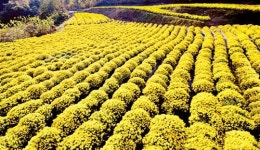 ‘국화꽃 고유 맛과 색·향을 그대로’ 菊花茶 화제