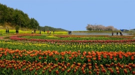 [부울]남해군 장평 소류지 튜울립의 향연 보러 오세요