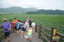[광주]관광객 유혹하는 한여름의 순천만