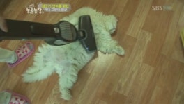 청소기 안마 고양이 ‘화제’, “게으른 고양이의 최고봉”