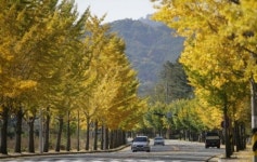 [대구경북]대구 도심, 단풍으로 울긋불긋
