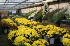 [대구경북]성주농업기술센터 국화전시회 개최