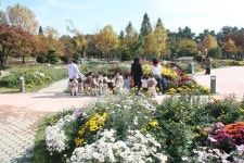 [부산경남]국화꽃향기 가득한 국화공원