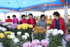 [대구경북]경북 예천 한천에 국화향 가득