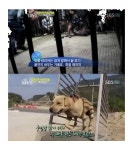 동물농장 투견 실태 공개 ‘충격’…“패하면 보신탕”