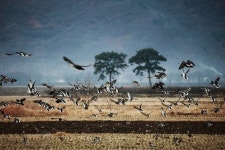 [부산경남]하동 평사리 들판에 청둥오리 떼 장관