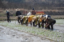 [전남CNB]순천시, 조기재배 벼 첫 모내기