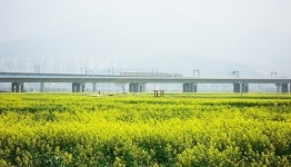 [부산경남]제1회 낙동강변 유채꽃축제 개최