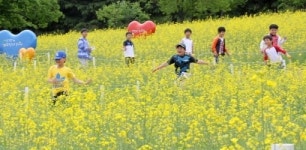 [대구경북]이월드는 지금 유채꽃 세상