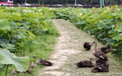 [대구경북]경주 안압지 연꽃 만개