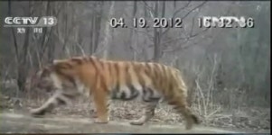 백두산 호랑이 포착 암수 2마리로 추측 돼