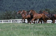 한국마사회, 말산업 전담기관으로 제2의 도약