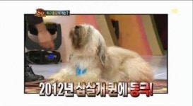 최고 몸값 개, 토종 삽살개…무려 2억원