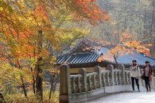 [대구경북]붉게 노랗게...경북, 가을에 물들다