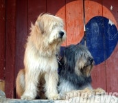 삽살개, 우리 문화재 지킴이로 나선다