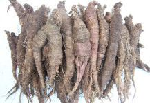 우리 땅이 살려내는 우리 몸의 건강!  ‘산야초토종마을’