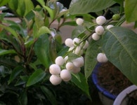 천연 모기향, 야래향 나무에  관심 급증!