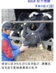 돌아온 쓰나미 젖소 감동, 어떻게 돌아왔을까?