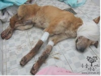 준호 황구 학대사건 분노, 황혜영 등도 범인공개수배 동참