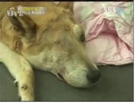 황구 사건 수사 난항, 용의자 혐의 전면 부인