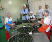 영광군, 모싯잎송편 추석주문량 폭주