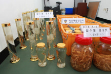 속초해경, 중국산 장뇌삼 국산둔갑 유통업자 검거