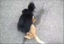 좀비 강아지 고양이 응징으로 골목길 접수?!