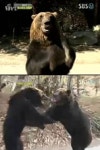 곰 사파리 잔혹사..신진세력의 혈투, 그 결과는?