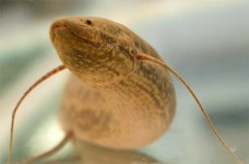 걷고 뛰는 물고기 폐어 두발이나 네발로 걷기 시작한 것은 물고기?