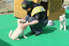 [포토] 너무 귀여워... 진도군 .진도개 페스티벌 성료