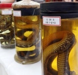 신월동 뱀 알고 보니 건강원에서 불법 포획했던 멸종위기 뱀