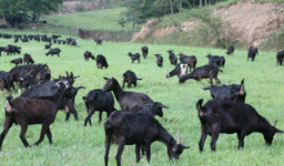 강진군, 친환경 틈새산업 흑염소 사육 지원