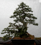 신안군 천사 분재공원에 명품분재 150 점이 떳다