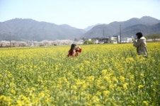 해남 노란 유채축제, 4월25일~26일 삼산 유채단지에서 열려