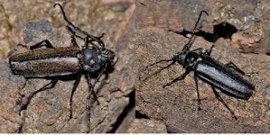 장수하늘소 인공 번식 성공, 4년 만에 멸종위기서 구해