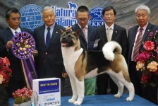 [포토] 2013 대구 KKF&FCI 인터내셔널 도그쇼, 최종 우승 아키다