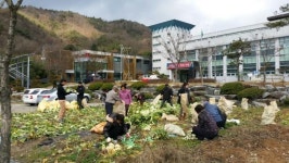 거창 주상면, 김장철 배추 나눔 행사 전개