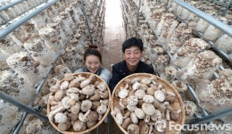 거창 표고버섯 수확 한창